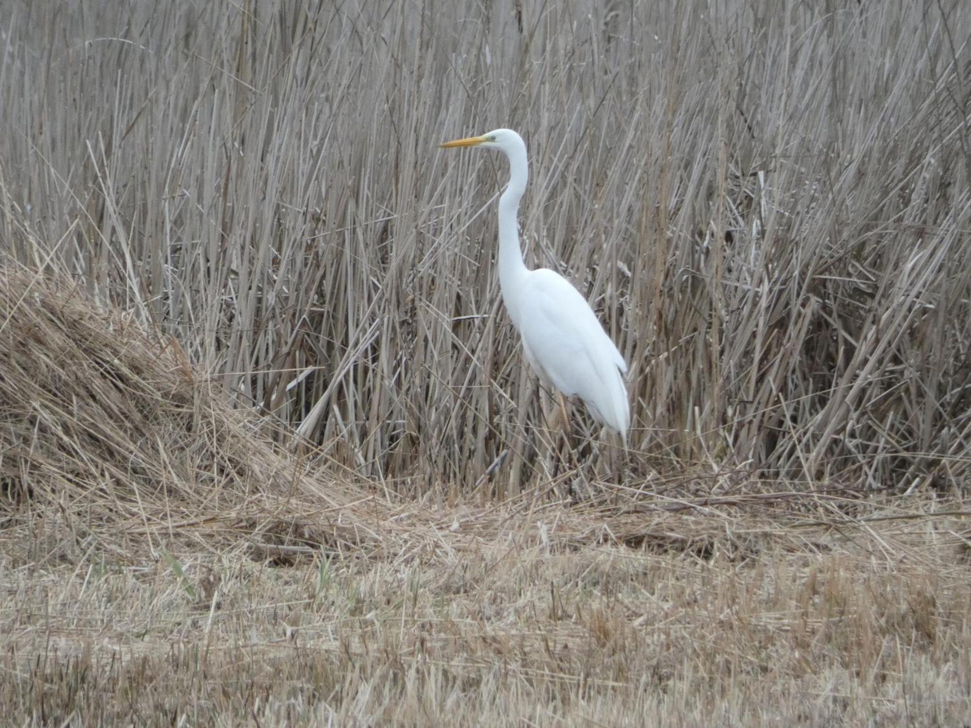 B&B De Zilverreiger Belt-Schutsloot Extérieur photo